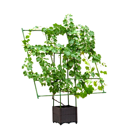 NNEAGS 160cm Rectangular Inclined Plant Frame Tube Pergola Trellis Vegetable Flower Herbs Outdoor Vine Support Garden Rack