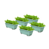 NNEAGS 49.5cm Green Rectangular Planter Vegetable Herb Flower Outdoor Plastic Box with Holder Balcony Garden Decor Set of 5
