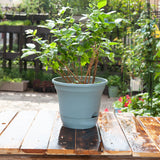 NNEAGS 19.5 cm Blue Plastic Plant Pot Self Watering Planter Flower Bonsai Indoor Outdoor Garden Decor Set of 3