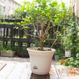 NNEAGS 19.5 cm White Plastic Plant Pot Self Watering Planter Flower Bonsai Indoor Outdoor Garden Decor Set of 2