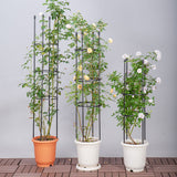 NNEAGS 2X 163cm 4-Bar Plant Frame Stand Trellis Vegetable Flower Herbs Outdoor Vine Support Garden Rack with Rings