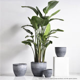 NNEAGS 32cm Weathered Grey Round Resin Plant Flower Pot in Cement Pattern Planter Cachepot for Indoor Home Office
