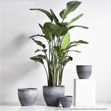 NNEAGS 27cm Weathered Grey Round Resin Plant Flower Pot in Cement Pattern Planter Cachepot for Indoor Home Office