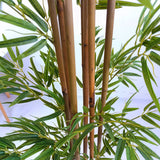 NNEAGS 2X 210cm Lucky Bamboo Tree Bambusa Vulgaris Artificial Plant w/ 7 Branches Home Accent Decor