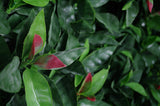 NNEDSZ Photinia (Red Robin) Leaf Screens / Panels UV Stabilised 1m X 1m