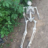 NNEOBA Full Body Halloween Skeleton with Movable Joints