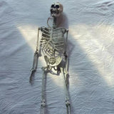 NNEOBA Movable Halloween Skeleton Human Bones Model