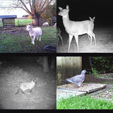 8Mp Waterproof Trail Camera With Night Vision And Wide Angle Lcd-1915198384885600263