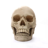 NNEOBA Human Skull Statue: Intriguing Home Decor & Halloween Accent