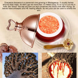 NNEOBA Placenta Essence Dragon's Blood Face Cream: Anti-Aging Marvel