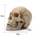 NNEOBA Human Skull Statue: Intriguing Home Decor & Halloween Accent