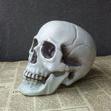 Halloween Skull Decoration, 20X16X15CM Halloween Skull Decoration,Realistic Plastic Skull,Head Skeleton,Halloween Party Home Yard Decoration,Haunted House Horror Props