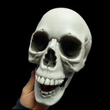 Halloween Skull Decoration, 20X16X15CM Halloween Skull Decoration,Realistic Plastic Skull,Head Skeleton,Halloween Party Home Yard Decoration,Haunted House Horror Props