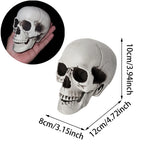 Halloween Skull Decoration, 20X16X15CM Halloween Skull Decoration,Realistic Plastic Skull,Head Skeleton,Halloween Party Home Yard Decoration,Haunted House Horror Props