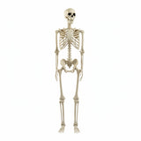 Life-Size Posable Human Skeleton Halloween Decoration