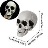 Halloween Skull Decoration, 20X16X15CM Halloween Skull Decoration,Realistic Plastic Skull,Head Skeleton,Halloween Party Home Yard Decoration,Haunted House Horror Props