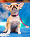 Reflective Dog Collar with Buckle Adjustable Safety Nyl Collars for Small Medium Large Dogs, Pink S