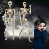 Halloween Skeleton 36-Inch Skeleton Poseable Skeleton Halloween Decorations - White - Size 2 Pcs