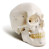 Classic Numbered Human Skull Model, Life Size , Medical Quality-3 Part-W/Sutures Painted, ; for Medical Student; Shows Most Major