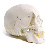 Classic Numbered Human Skull Model, Life Size , Medical Quality-3 Part-W/Sutures Painted, ; for Medical Student; Shows Most Major