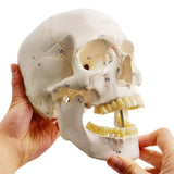 Classic Numbered Human Skull Model, Life Size , Medical Quality-3 Part-W/Sutures Painted, ; for Medical Student; Shows Most Major