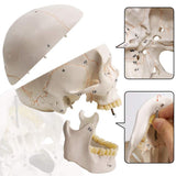 Classic Numbered Human Skull Model, Life Size , Medical Quality-3 Part-W/Sutures Painted, ; for Medical Student; Shows Most Major