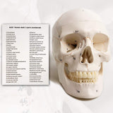 Classic Numbered Human Skull Model, Life Size , Medical Quality-3 Part-W/Sutures Painted, ; for Medical Student; Shows Most Major