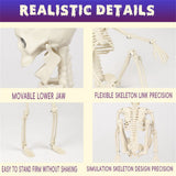 Halloween Movable Joint Skeleton Decoration, Life-Size Plastic Hanging Skeleton Prop for Halloween Party Decor White