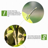 Grafting Tape Garden Tree Stretch Film Self-Adhesive Waterproof for Fruit Trees