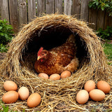 6 PCS Wooden Fake Eggs Dummy Eggs for Nesting Box, Help Laying Hen Poultry Nesting Tool