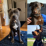 Dog Collar Slip Collar Metal Collar Chewproof P Collar Heavy Chain Dog Training Collar Choke Collar Adjustable