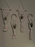 4 Pack Air Plants Holders Air Fern Macrame Plant Hanger Indoor Hanging Planter Basket for Tillandsias Display Air Plant Stand