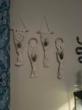 4 Pack Air Plants Holders Air Fern Macrame Plant Hanger Indoor Hanging Planter Basket for Tillandsias Display Air Plant Stand