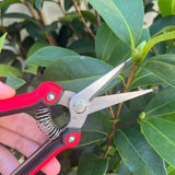 Straight Pruning Shears Gardening Scissors Hand Pruner Pruning Shear Garden Shears Multi-Tasking Garden Snips For (Red)