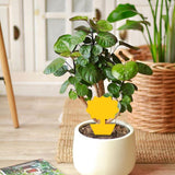 5 Pack Flying Insect Traps for Plants – Yellow Sticky Traps for Fungus Gnats,Flies & Flying Bugs,Indoor Outdoor Flying Bug Catcher for Pots,Garden & Kitchen,Non-Toxic,Odorless,Yellow