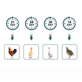 NNEDSZ Digital Led Fully Automatic 25 Egg Incubator Hatch Turning Chicken Eggs Poultry