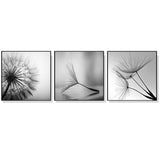 NNEDSZ Wall Art 70cmx70cm Botanical dandelions 3 Sets Black Frame Canvas