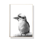 NNEDSZ Wall Art 40cmx60cm Kookaburra Black Frame Canvas