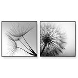 NNEDSZ Wall Art 60cmx60cm Black and white dandelion 2 Sets Black Frame Canvas