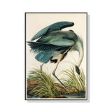 NNEDSZ Wall Art 90cmx135cm Great Blue Heron By John James Audubon Black Frame Canvas
