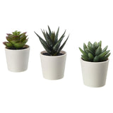 NNEDSZ 3 Pack of Artificial Succulent Potted Plants in White Plastic 6cm Pot Interior Decoration