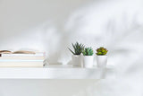 NNEDSZ 3 Pack of Artificial Succulent Potted Plants in White Plastic 6cm Pot Interior Decoration