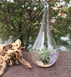 NNEDSZ 10 Pack of Hanging Clear Glass Tealight Candle Holder Tear Drop Pear Shape - 12cm High - Terrarium Plant Mini Garden Holder Decor