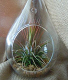 NNEDSZ 25 Bulk Pack of Hanging Clear Glass Tealight Candle Holder Tear Drop Pear Shape - 12cm High - Terrarium Plant Mini Garden Holder Decor