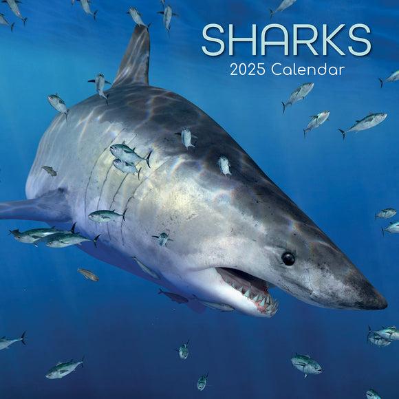 NNEDSZ Sharks - 2025 Square Wall Calendar Pets Animals 16 Months Premium Planner Gift