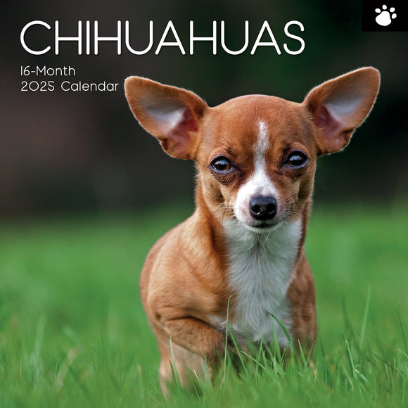 NNEDSZ Chihuahuas 2025 Square Wall Calendar Dogs Pets Animals 16 Months Premium Planner