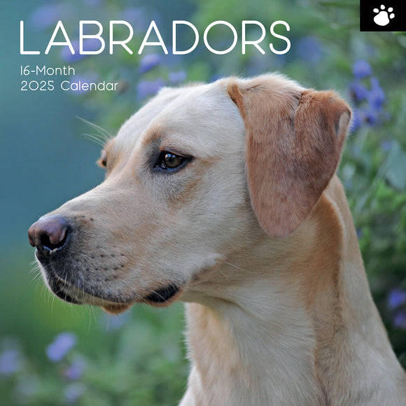 NNEDSZ Labradors - 2025 Square Wall Calendar Dogs Pets Animals 16-Month Premium Planner