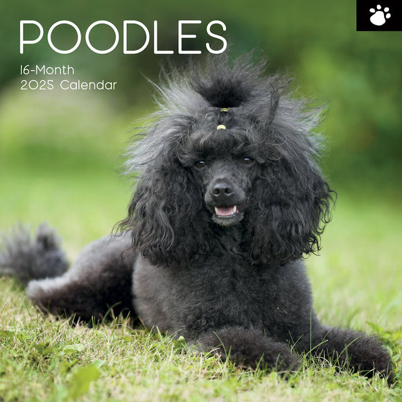 NNEDSZ Poodles - 2025 Square Wall Calendar Dogs Pets Animals 16 Months Premium Planner