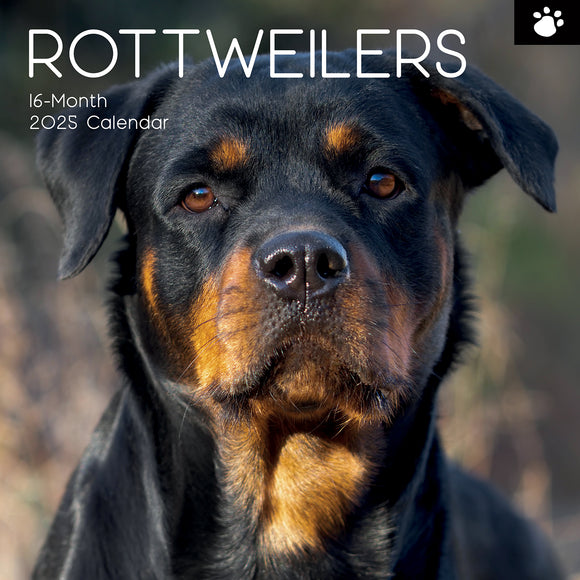 NNEDSZ Rottweilers 2025 Square Wall Calendar Dogs Pets Animals 16-Month Premium Planner