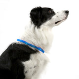 NNEDSZ Rechargeable Night LED Dog Collar USB Glow Flashing Light Up Pet Collars Safety-Red-Diameter Length-70cm